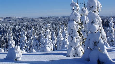 Hd Pozadine Za Desktop Zima Snijeg šuma