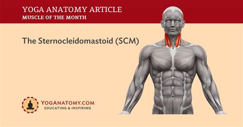 Sternocleidomastoid Muscle Its Attachments And Actions Yoganatomy