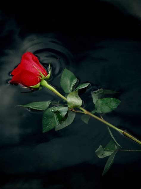 We did not find results for: RED ROSE 1 by claforce on deviantART | Red roses wallpaper, Rose flower wallpaper, Red roses