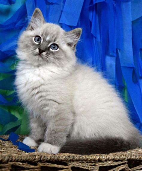 Ohemgee Winston Blue Lynx Point Mitted Ohemgee Cats Cat Fluffycat