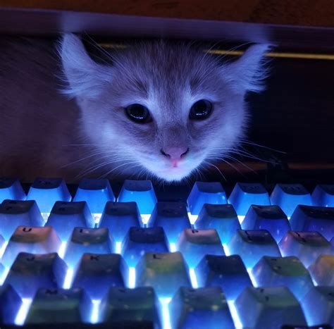 Psbattle Keyboard Kitten Photoshopbattles