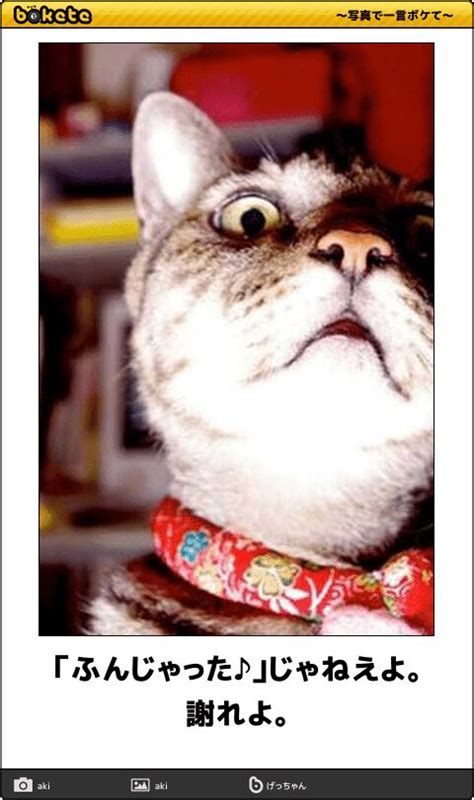 【爆笑】こんなの絶対に笑ってしまう！ネコ画像でボケてが面白すぎる67枚 笑う動物 猫＆子猫 猫