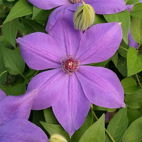 Flowers, most as large as your hand. Photo #56864 | Clematis 'Elsa Spath' | plant lust