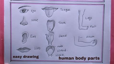 How To Draw Human Body Partseasy Human Body Parts Drawing Youtube