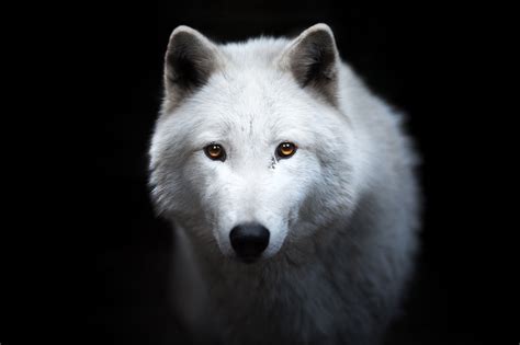White Wolf White Wolf Wolf Spirit Animal Fantasy Wolf