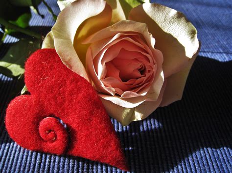 Free Images Blossom Petal Red Romance Romantic Pink Cream