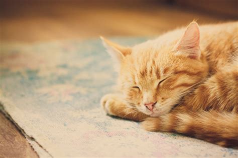 Golden tabby cats are bold and brash, oozing the confidence and courage of souls with a lust for life! 250+ Outstanding Orange Cat Names Perfect For Your Ginger ...