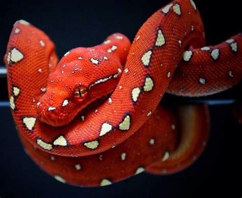 Red Juvenile Tree Python Natural Coloration Pet Snake Colorful