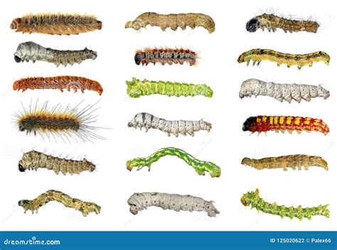 Caterpillars Stock Image 90413197