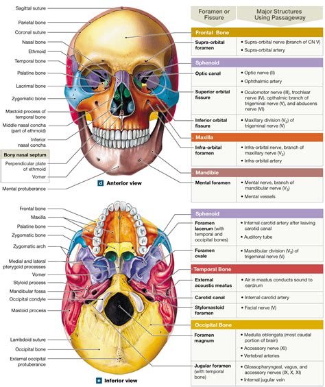 7.2: The skull's 8 cranial bones protect the brain, and its 14 facial bones form the mouth, nose ...