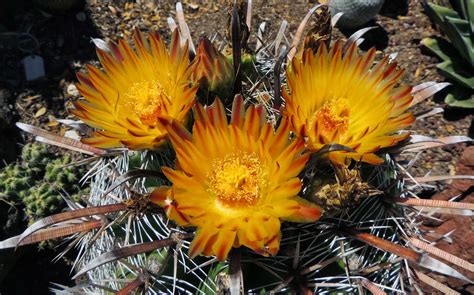 Scottsdale Daily Photo Photo Golden Barrel Cactus Flowers