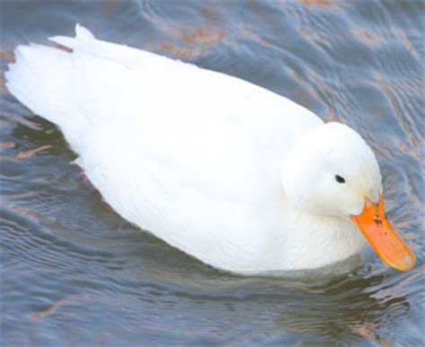 The pekin duck is accessible and popular around the world now. Ecobirder: A visit to Blag Dog Lake before the snow came.