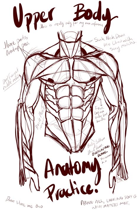 Usually can't see it much in front of you. Abs and Upper Body Anatomy Practice by L-O-R-D-G-R-E-G on ...