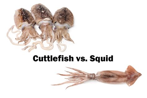 Cuttlefish Vs Squid Whats The Difference Oli And Alex