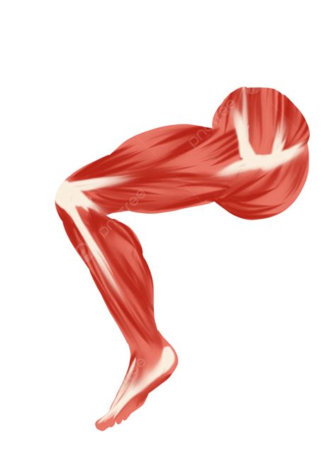 Músculos De Las Piernas Rojas Png Dibujos Rojo Piernas Músculo Png Y