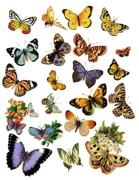 Free Vintage Butterfly Printable Free Vintage Printables Printable