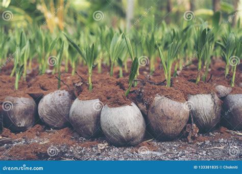 Sprout Of Coconut Tree Young Coconut Seed Germination Green Lea Stock