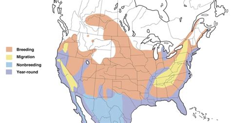 Types Of Herons In South Carolina 11 Species Bird Watching Hq