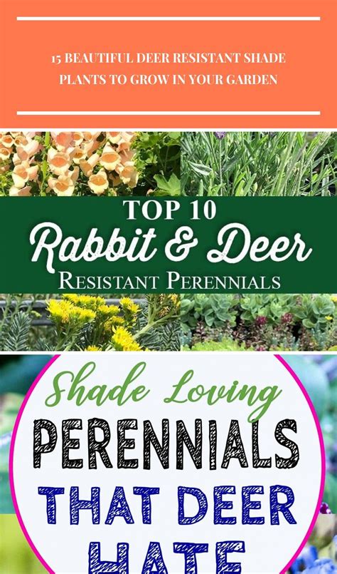 Top 10 Rabbit And Deer Resistant Perennials Perennials Deer Resistant