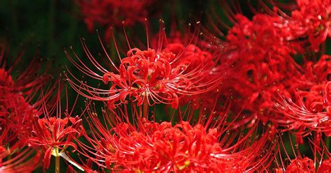 44 Wallpaper Red Spider Lily Gambar Viral Postsid