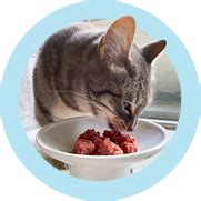 Worst cat foods, sounds really bad right? Natural Selections™ Raw Cat Food | Darwin's Pet Food