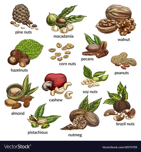 Set Of Isolated Different Nut Types Royalty Free Vector