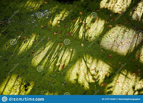 Water Lily Plants On The Lake Swamp With Water Lilies Stock Photo