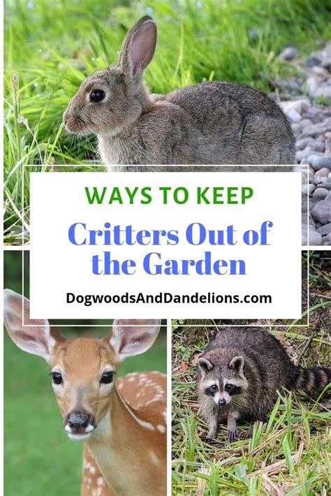 Ways To Keep Critters Out Of Your Garden In 2023 Deer Resistant