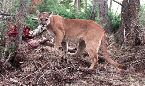 Who Ate The Leftovers Puma Kills Are Enjoyed By A Whos Who Of Scavengers Predator Vs Prey
