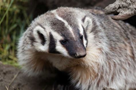About American Badger Behavior Diet Characteristics And Facts