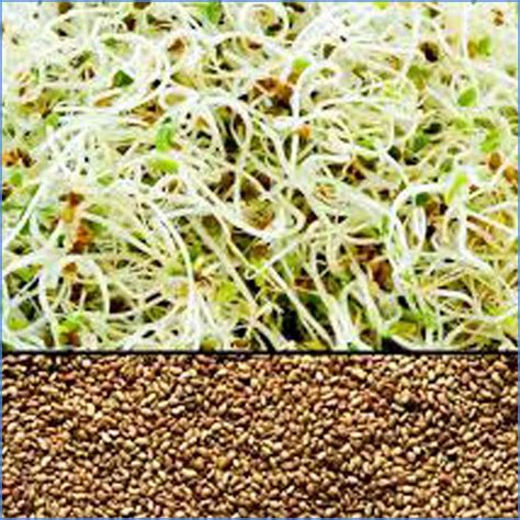 Alfalfa Seed 250g Certified Organic Healthy Habits