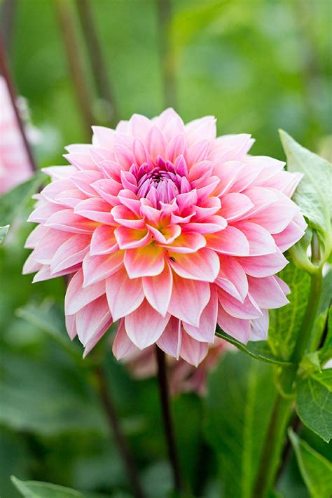 12 Best Flowers To Grow For Cutting Sunset Magazine