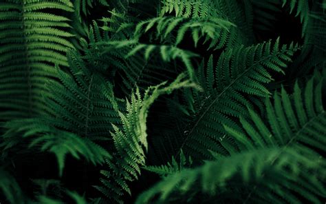 Download Wallpaper 3840x2400 Fern Leaves Green Macro Plant