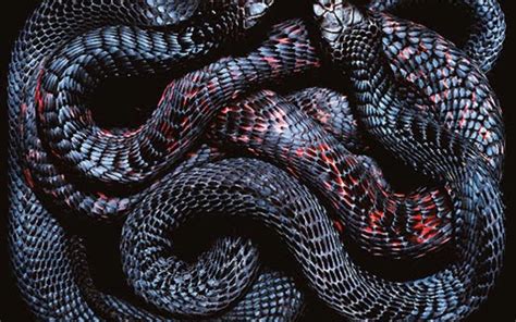 Cool Snake Wallpapers 65 Images