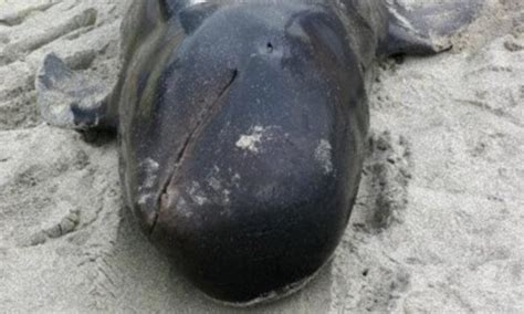 Dead Whale Washed Up On New Jersey Shore Was Shot And Starved To Death