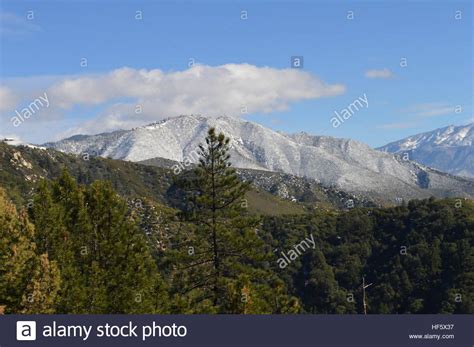 Mountain Treeline Trees Snow High Resolution Stock Photography And