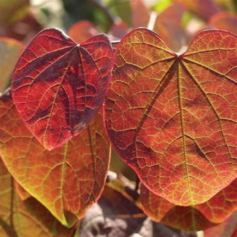 Forest Pansy Redbud Cercis Canadensis In Autumn Color Closeup Flickr