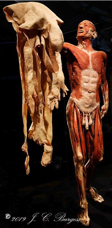 Male torso anatomy 3d model. Male human body | Nikonians