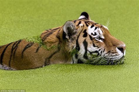 Siberian Tiger Wades Through Algae While Cooling Off At Copenhagen Zoo