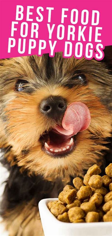 Best Food For Yorkie Puppy Dogs Top Feeding Tips And Brand Reviews
