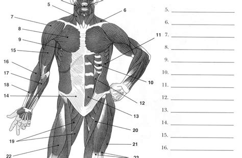 Muscles Of The Human Body Diagram Worksheet Aflam Neeeak
