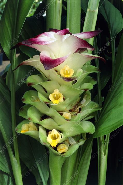 Turmeric Flower Stock Image B Science Photo Library