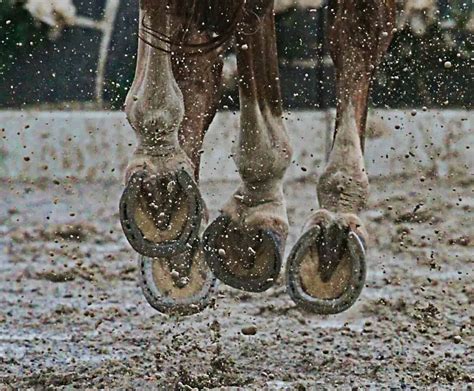 Why Do Horses Need Shoes A Complete Guide