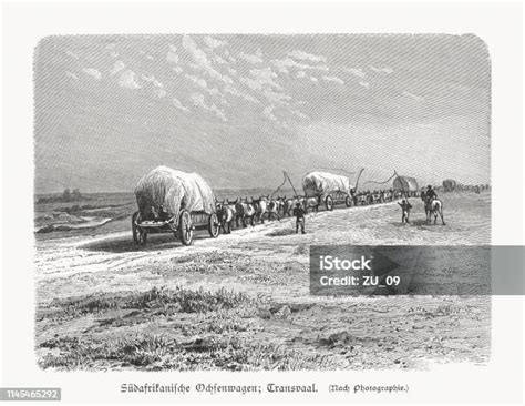 South African Ox Wagons Transvaal Wood Engraving Published In 1897