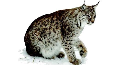 Lynx) حيوان لاحم مفترس من فصيلة السنوريات وهو مختلف عن حيوان عناق الأرض. «الوشق العربي» يظهر في العين للمرة الأولى منذ 35 عاماً ...