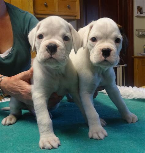Get healthy pups from responsible and professional breeders at puppyspot. White Boxer Puppies(MALES) | Tarporley, Cheshire | Pets4Homes