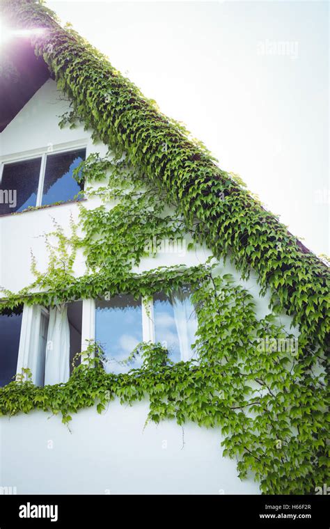 Creepers Plants On A House Stock Photo Alamy