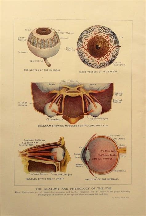 Vintage 1920s Print Human Anatomy Illustration Eye Optometry Optician