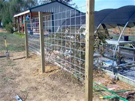 Saw the untreated 2x4x8 into four pieces. How to...inside and out: BLACKBERRY TRELLIS | Blackberry ...