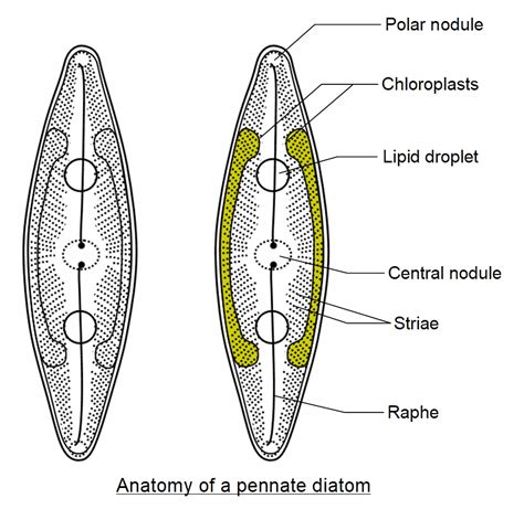 Diatoms Labeled Slide